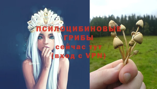 прущие грибы Магас
